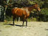 baymare1.jpg (78298 bytes)