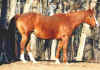 bigmare