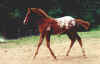 jaymesblanketweanling.JPG (31685 bytes)