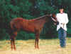 solidweanling.JPG (37092 bytes)